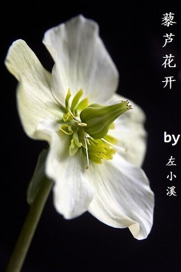(展昭同人)藜蘆花開