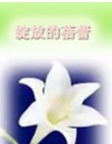 绽放的蓓蕾